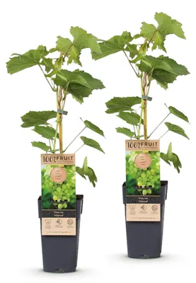 Produktbild von Green boutiQ - Obstpflanze - Vitis vinifera Himrod - Weintraubenpflanze - Kernenlos - Weiße Traube - 2 Pflanzen - Topf 15cm - Höhe 50cm