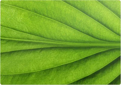 Produktbild von Blatt Nahaufnahme – Bodenschutzmatte – Stuhlunterlage 100x70 cm – Rutschfest – Hartbodenmatte