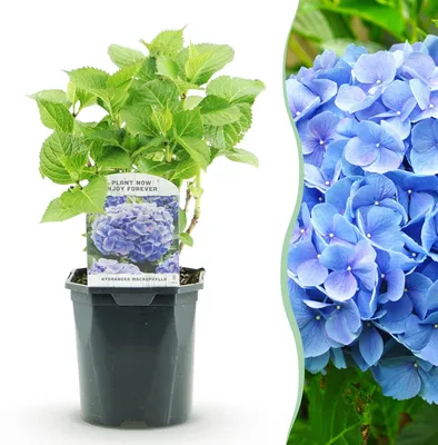 Produktbild von GreenboutiQ - Hortensie - Hydrangea macrophylla Blau - Blüte Blau - 1 Pflanze - Laubabwerfend - Wenig Pflege - Topf 17cm Höhe 30cm