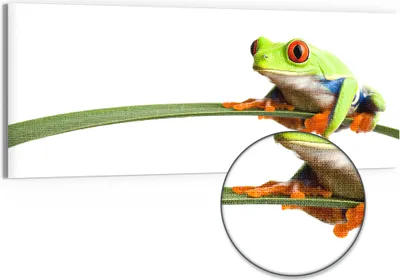 Produktbild von DEQORI Hybrid Leinwand Bild 150x60 cm 'Neugieriger Frosch' Wandbild Glas flach modern