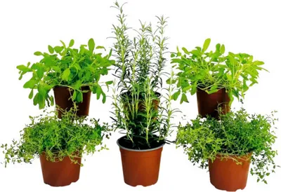 Produktbild von Kräuter Set FloraSelf  Grill Kräuter Mix 6 Stk. Ø 12 cm Topf