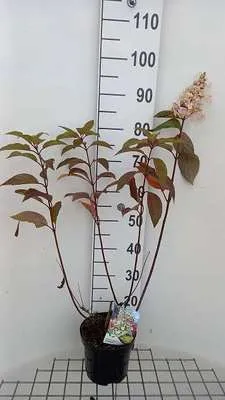 Produktbild von Hydrangea pan. 'Candlelight' - Rispenhortensie 40- 50 cm Container
