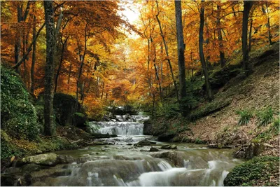 Produktbild von Wallario selbstklebendes Poster - Kleiner Bach über Steine im Herbstwald, Größe: 100 x 150 cm