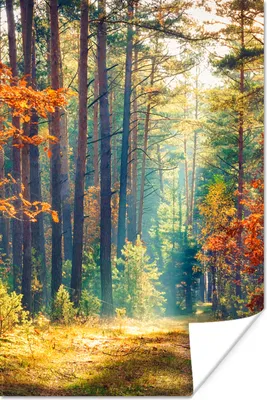 Produktbild von MuchoWow® Poster Wald - Sonne - Natur - Herbst 120x180 cm - Kunstposter