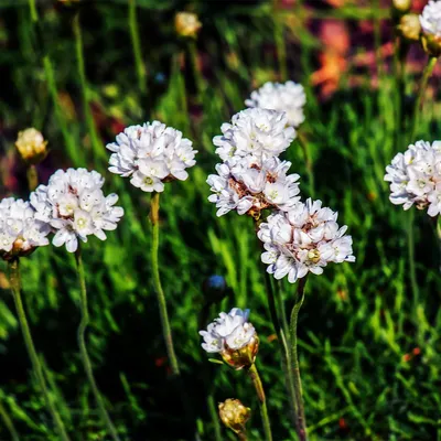 Image de Bloomique - Lot de 3 - Armeria Maritima Alba - Armérie maritime - Plante de Jardin - Floraison abondante - Rustique - Vivace - Hauteur 10-20 cm - Pot 9 cm