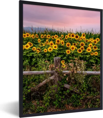 Produktbild von MuchoWow® Gerahmtes Poster Sonnenblume - Blumen - Pflanzen 60x80 cm - Poster mit Schwarzem Bilderrahmen Wandposter Rahmen Foto Bilder - Premium - Wanddeko Wohnzimmer