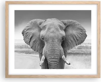 Produktbild von Gerahmtes Poster - Rahmen in heller Eiche - Elefant Afrika Tier - 50x40 cm - Wand Bild - Wanddeko - Wandbilder - Kunstposter - Wandposter - Bilderrahmen - Bilder - Kunstdruck - P2NAA50x40-5072