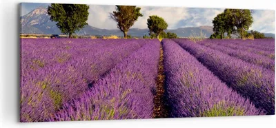 Produktbild von Bild auf Leinwand - Leinwandbild - Landschaft Wiese Pflanzen - 120x50cm - Wand Bild - Wanddeko - Leinwanddruck - Bilder - Kunstdruck - Wanddekoration - Leinwand bilder - Wandkunst - AB120x50-0128