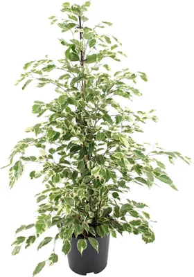 Image de Ficus Benjamina Crépuscule - Ø21Cm - ↕95Cm