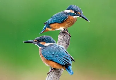 Produktbild von 3 D Ansichtskarte Eisvögel, Eisvogel Postkarte Wackelkarte Hologrammkarte Tiere