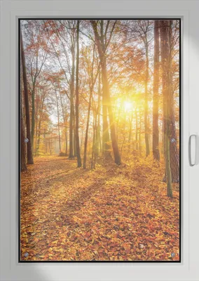 Produktbild von Wallario Lichtschutzbild, Dekorativer Sichtschutz Sonnenschutz 76 x 115 cm mit Motiv: Sonnenuntergang im herbstlichen Wald - Verdunklung ohne Bohren