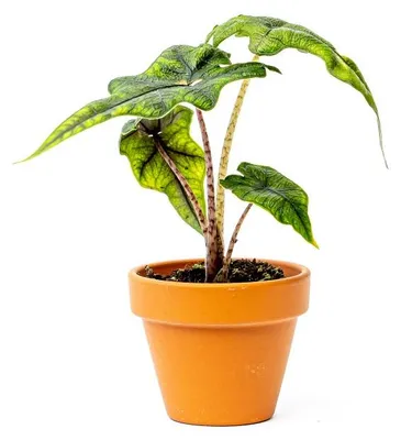Zdjęcie produktu dla Gardners Alocasia Jacklyn, średnica 6 cm