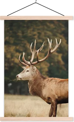 Produktbild von MuchoWow® Textilposter Hirsche - Gras - Wald 120x180 cm mit holzfarbenen Rahmen - Textil-Plakat