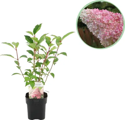 Zdjęcie produktu dla Hortensja pióropuszowa - Hydrangea panniculata Vanilla Fraise - Kwiat białoróżowy - 1 roślina - Liściasta - Duże kwiaty - 40-50cm - Ø18cm - Roślina ogrodowa
