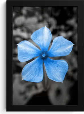 Produktbild von MuchoWow® MuchoWow® Gerahmtes Poster Blumen - Blau - Schwarz - Weiß 20x30 cm - Poster mit zchwarzem Bilderrahmen - Drucken - Bilder Poster im Rahmen