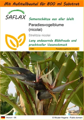 Produktbild von SAFLAX - Garden in the Bag - Paradiesvogelblume (nicolai) - 5 Samen - Mit Anzuchtsubstrat im praktischen, selbst aufstellenden Beutel - Strelitzia nicolai