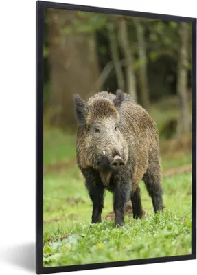 Produktbild von MuchoWow® Gerahmtes Poster Wildschwein - Tier - Gras 40x60 cm - Poster mit Schwarzem Bilderrahmen Wandposter Rahmen Foto Bilder - Papierdruck - Wandbilder