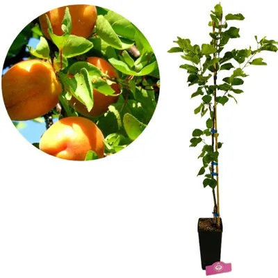 A collage showing ripe apricots on a tree branch and a young apricot tree in a pot.