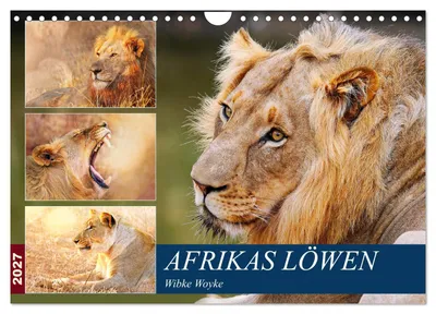Produktbild von Afrikas Löwen 2027 (Wandkalender 2027 DIN A4 quer), CALVENDO Monatskalender