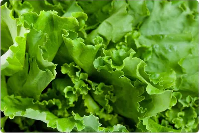 Produktbild von Küchenmatte 80x120 cm Vinylmatte Bodenmatte Dekoration - Kopfsalat grün Salat