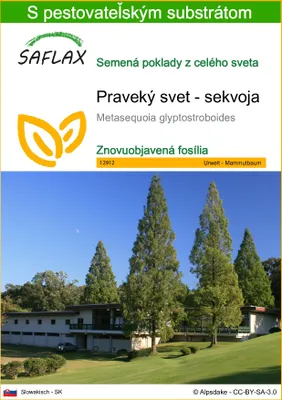 Produktbild von SAFLAX - Praveký svet - sekvoja - Metasequoia glyptostroboides - 60 Semená - S pestovateľským substrátom bez klíčkov