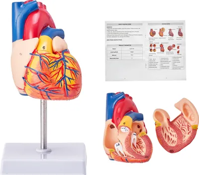 Produktbild von VEVOR Model ľudského srdca v životnej veľkosti, 2-dielny anatomický model srdca 1:1, model ľudského srdca s anatomickou značkou 109 x 109 x 215 mm, PVC základňa na školské vyučovanie