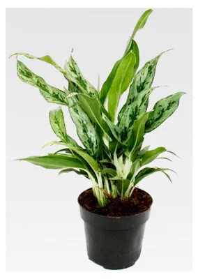 Produktbild von Aglaonema Greyhound - Buntblättriger Kolbenfaden - Ausgefallene Sorten - 12 cm - ca. 25-30 cm hoch