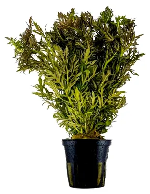 Produktbild von Aquarium Pflanze Hygrophila difformis I Wasserpflanze für Aquarien Hintergrund