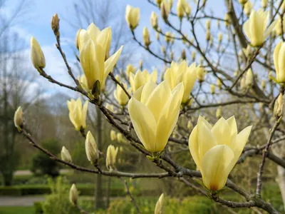 Produktbild von Magnolia 'Daphne' - Tulpen Magnolie | 50-60 cm container, KI-generiertes Bild
