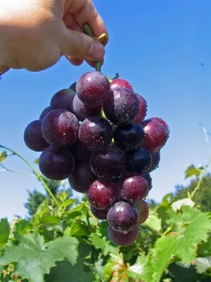 Produktbild von Vitis vinifera Kyoho - dunkelrote Pflaumentraube Weinrebe Tafeltraube - gute Pilztoleranz