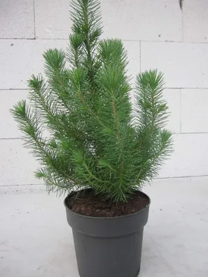 Produktbild von Kompakte Steinpinie Silver Crest ® - Pinus pinea - kleiner Weihnachtsbaum - 30-40cm