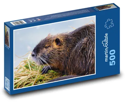 Zdjęcie produktu dla martinpuzzle - Puzzle 500 elementów - Nutrie