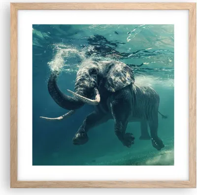 Produktbild von Gerahmtes Poster - Rahmen in heller Eiche - Elefant Tier Wasser - 40x40 cm - Wand Bild - Wanddeko - Wandbilder - Wandposter - Bilderrahmen - Bilder - Kunstdruck - Wandbild - P2NAC40x40-3944