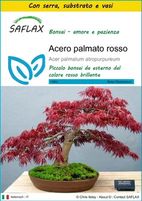 Immagine prodotto di SAFLAX Insieme di coltivazione - Acero palmato rosso - 20 semi - Acer