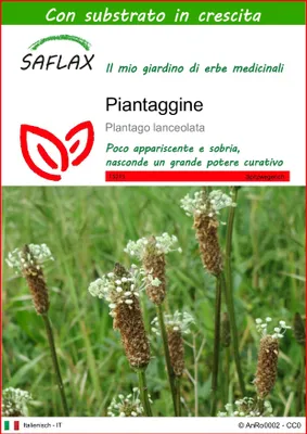 Immagine prodotto di SAFLAX  - Piantaggine - 100 semi - Con substrato - Plantago