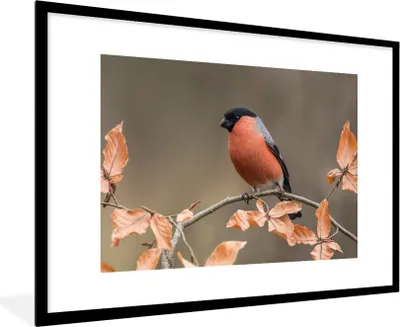 Produktbild von MuchoWow® Gerahmtes Poster Vogel - Laub - Herbst - Gimpel - 90x60 cm - Poster mit Schwarzem Bilderrahmen Wandposter Rahmen Foto Bilder - Wanddekoration - Fotos