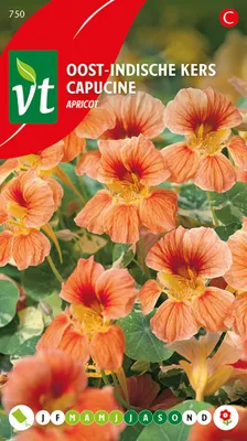 Immagine prodotto di Semi di albicocca cappuccina - Circa 3,5 gr | VT_750