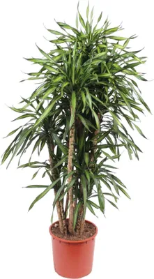 Obrázok produktu pre Dračí strom - Dracaena Riki - Izbová rastlina - 170cm - ø34cm