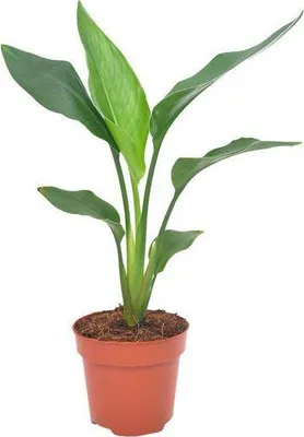Obrázek produktu pro Kvetina rajského ptáka Strelitzia reginae, pokojová rostlina, Ø12cm, 40cm