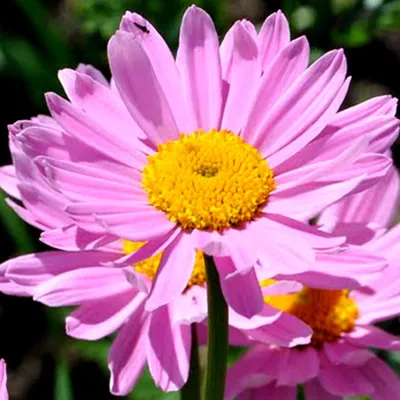 Obrázek produktu pro 6 x sedmikráska  - Tanacetum 'Robinson's Rose'  | Květináč 9 cm x 9 cm