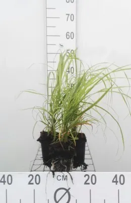 Obrázek produktu pro 6 x Calamagrostis brachytricha ( stipa brachytricha) - Reitgras - Topf 9x9 cm