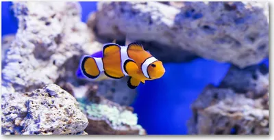 Produktbild von Tulup® Glas-Bild - 100x50 -Wandkunst - Wandbild hinter gehärtetem Sicherheitsglas  - Tiere - Clownfisch - Orange