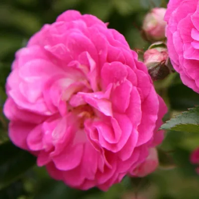 Produktbild von Rosa  - Trauerrose - Rosa 'Dorothy Perkins'