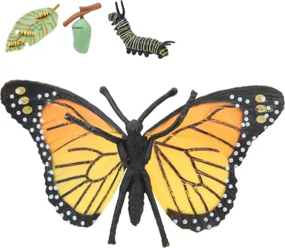 Produktbild von Insektenmodell Spielzeug Wachstumszyklus Schmetterling Simulation Tier Kinder Lernspielzeug#1