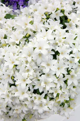 Produktbild von Campanula cochleariifolia 'White Baby', Glockenblume, weiß, ca. 9x9 cm Topf