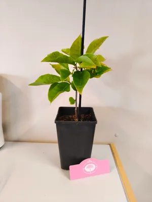 Produktbild von Set mit 2 Magnolia liliiflora ‘Nigra’ – Höhe 25 cm – 11 cm Topf