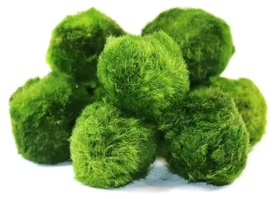 Obrázek produktu pro Gardners Set řasokoulí 10 ks