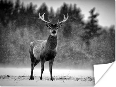 Produktbild von MuchoWow® Poster Tiere - Hirsche - Winter - Schwarz - Weiß 160x120 cm - Foto Plakat