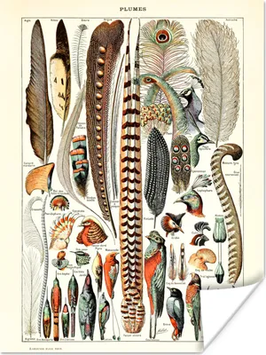 Produktbild von MuchoWow® Poster Federn - Tiere - Vögel 120x160 cm - Wandbilder