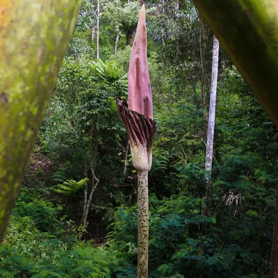 Immagine prodotto di Amorofallo (Amorphophallus gigas)  - 1 seme germogliato